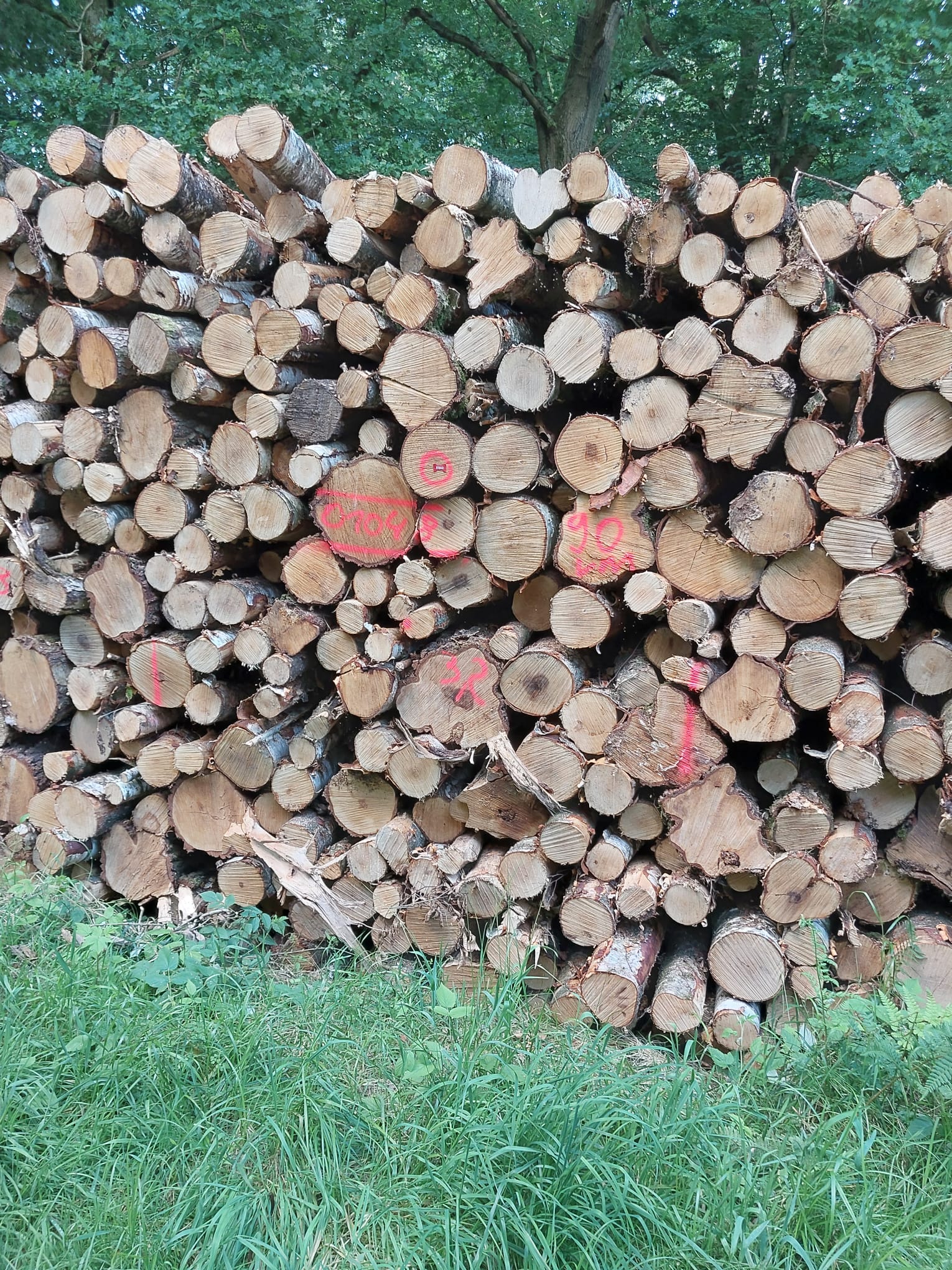 Baumfällung Arbeit 1