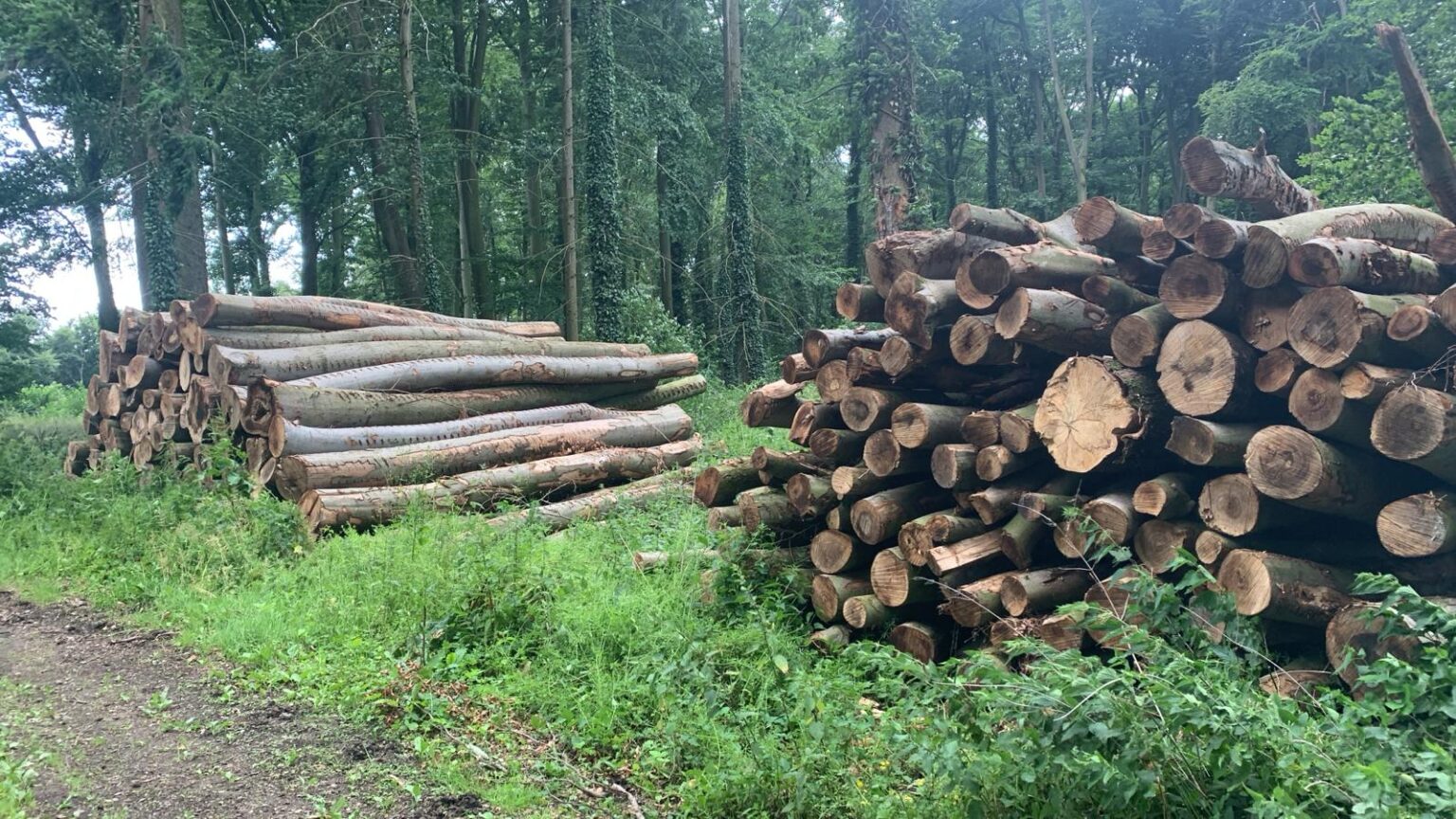 Baumfällung Arbeit 7